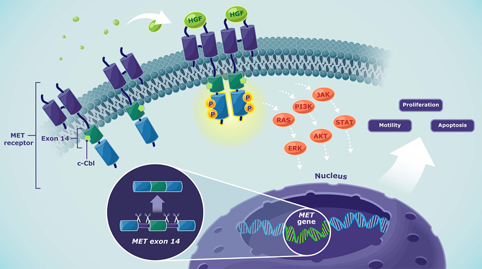 Image showing normal MET pathway signaling