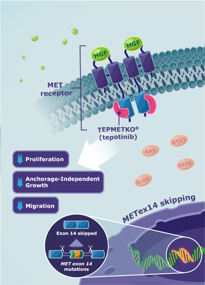 Image showing TEPMETKO® (tepotinib) mechanism of action